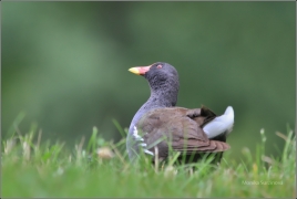 <p>SLÍPKA ZELENONOHÁ (Gallinula chloropus) /Common moorhen - Teichralle/</p>